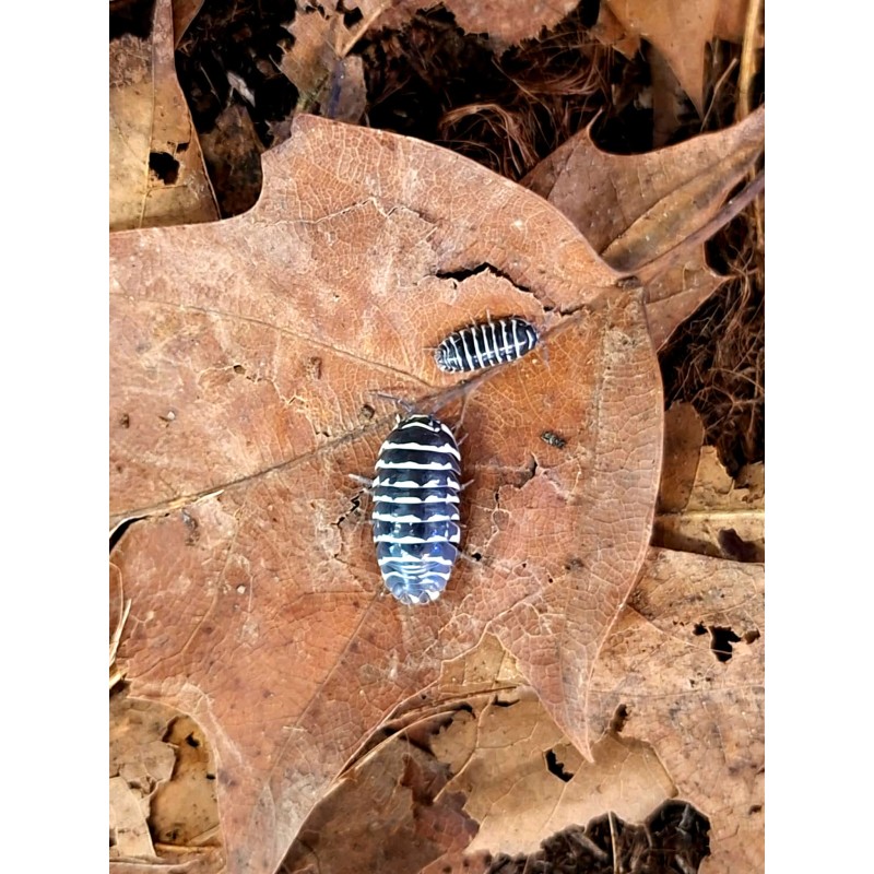 10x Armadillidium maculatum "Zebra" | Równonogi | Vantis Terra 10x Armadillidium maculatum "Zebra" | Równonogi | Vantis Terra