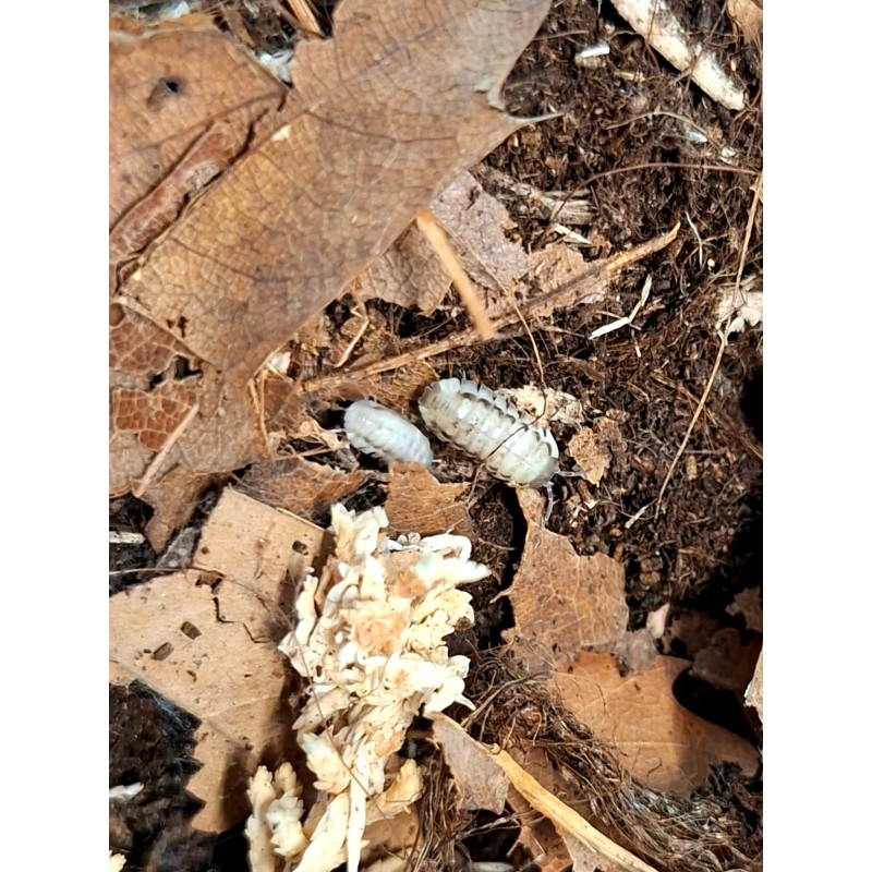 10x Armadillidium corcyraeum "Silver" | Równonogi | Vantis Terra