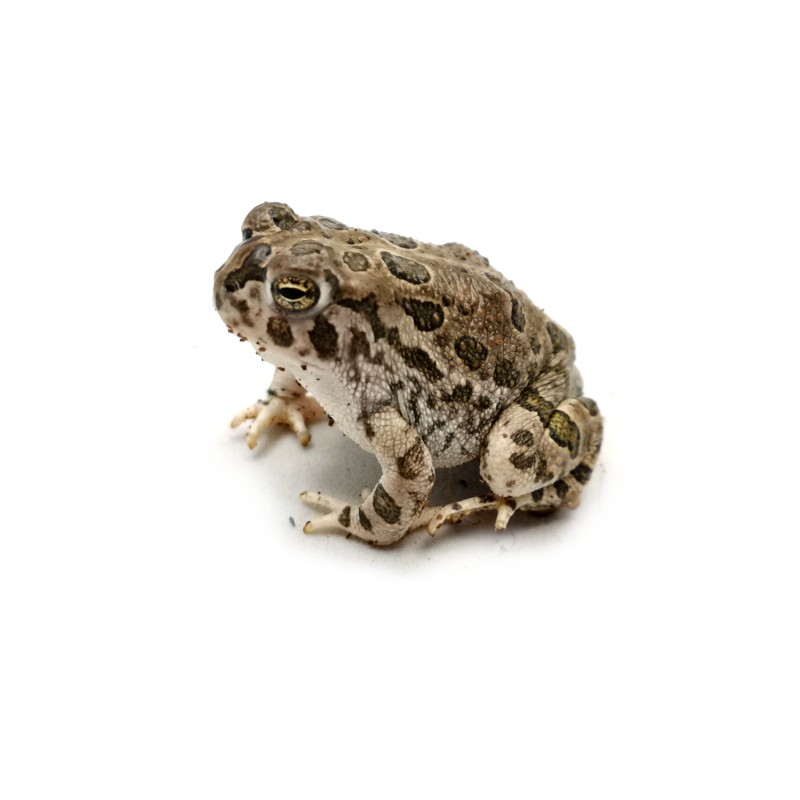 Ropucha (Anaxyrus cognatus) | Bezogonowe | Vantis Terra