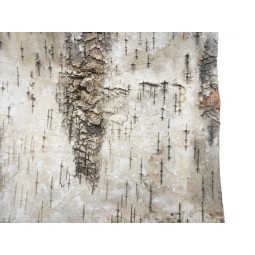 Tło z prasowanej kory brzozy - różne rozmiary | Tło | Vantis Terra