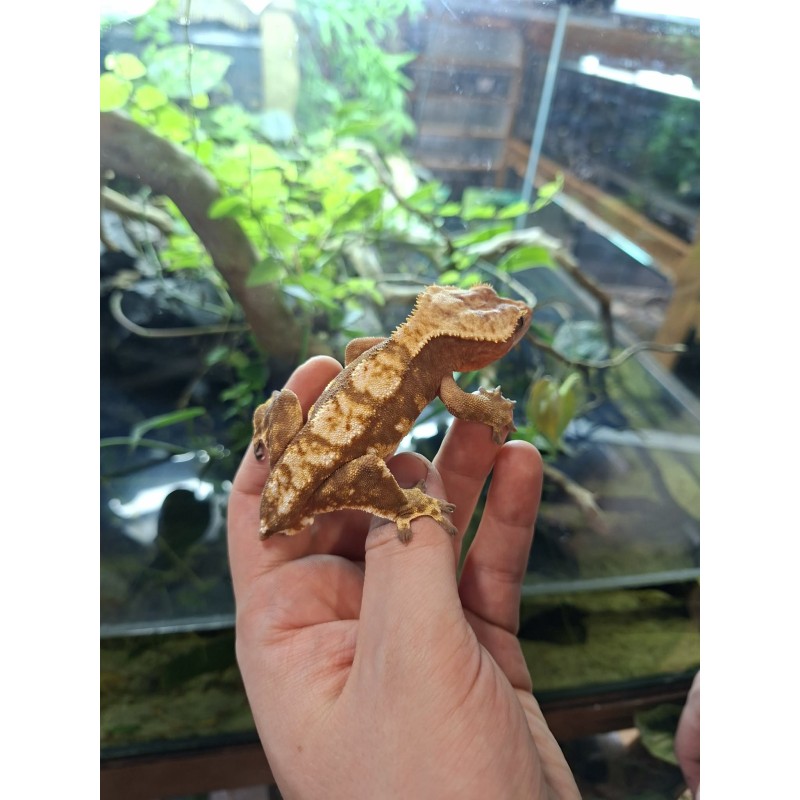 Gekon orzęsiony (Rhacodactylus ciliatus) ex Correlophus ciliatus -  samiec - bez ogona | Jaszczurki | Vantis Terra