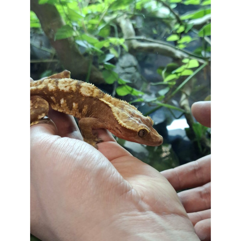Gekon orzęsiony (Rhacodactylus ciliatus) ex Correlophus ciliatus -  samiec - bez ogona | Jaszczurki | Vantis Terra