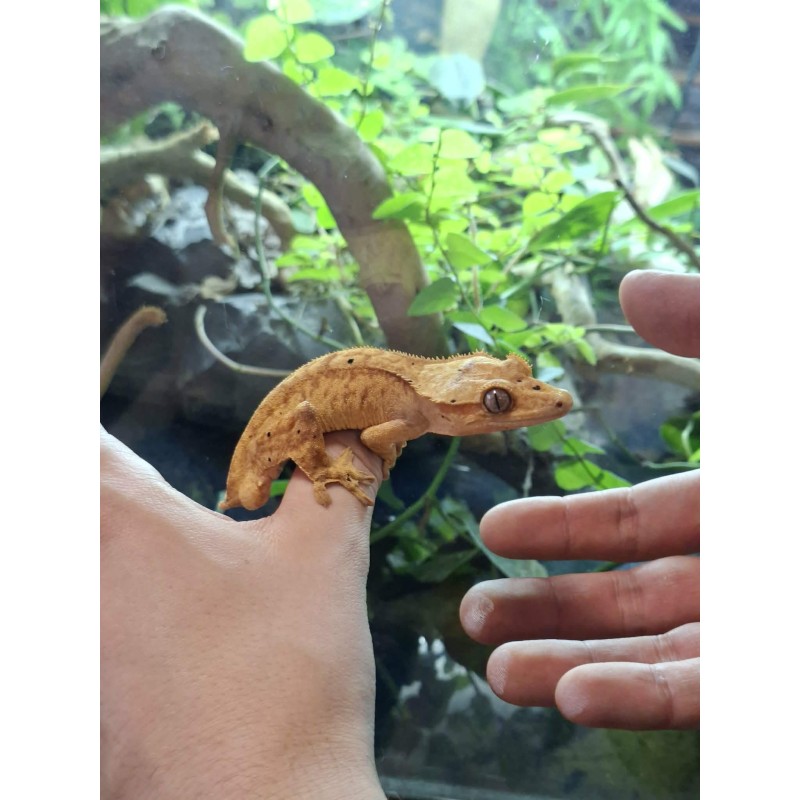 Gekon orzęsiony (Rhacodactylus ciliatus) ex Correlophus ciliatus - samiec 3 - bez ogona | Jaszczurki | Vantis Terra