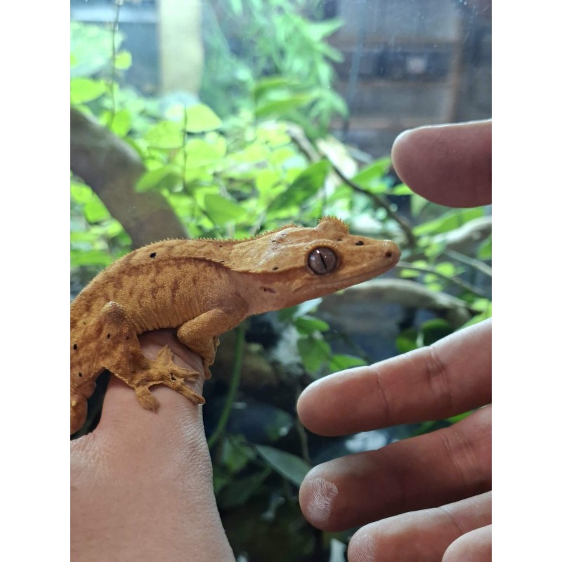 Gekon orzęsiony (Rhacodactylus ciliatus) ex Correlophus ciliatus - samiec 3 - bez ogona | Jaszczurki | Vantis Terra