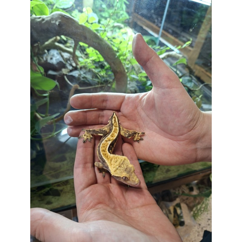 Gekon orzęsiony (Rhacodactylus ciliatus) ex Correlophus ciliatus - Pinstripe - samiec - bez ogona | Jaszczurki | Vantis Terra