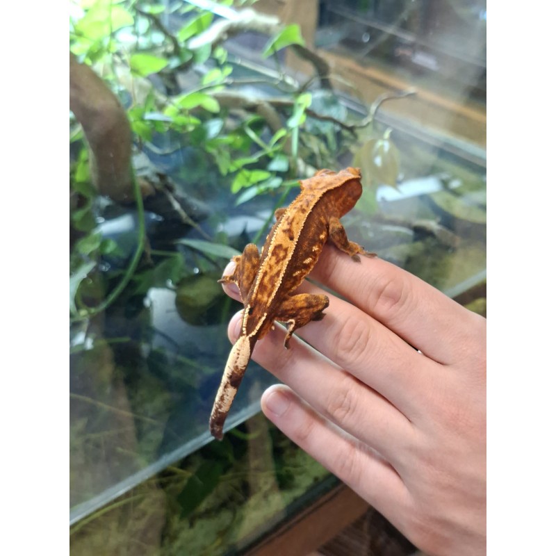 Rezerwacja Gekon orzęsiony (Rhacodactylus ciliatus) ex Correlophus ciliatus - Patrial pinstripe - samiec | Jaszczurki | Vantis Terra