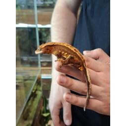 Rezerwacja Gekon orzęsiony (Rhacodactylus ciliatus) ex Correlophus ciliatus - Patrial pinstripe - samiec | Jaszczurki | Vantis Terra