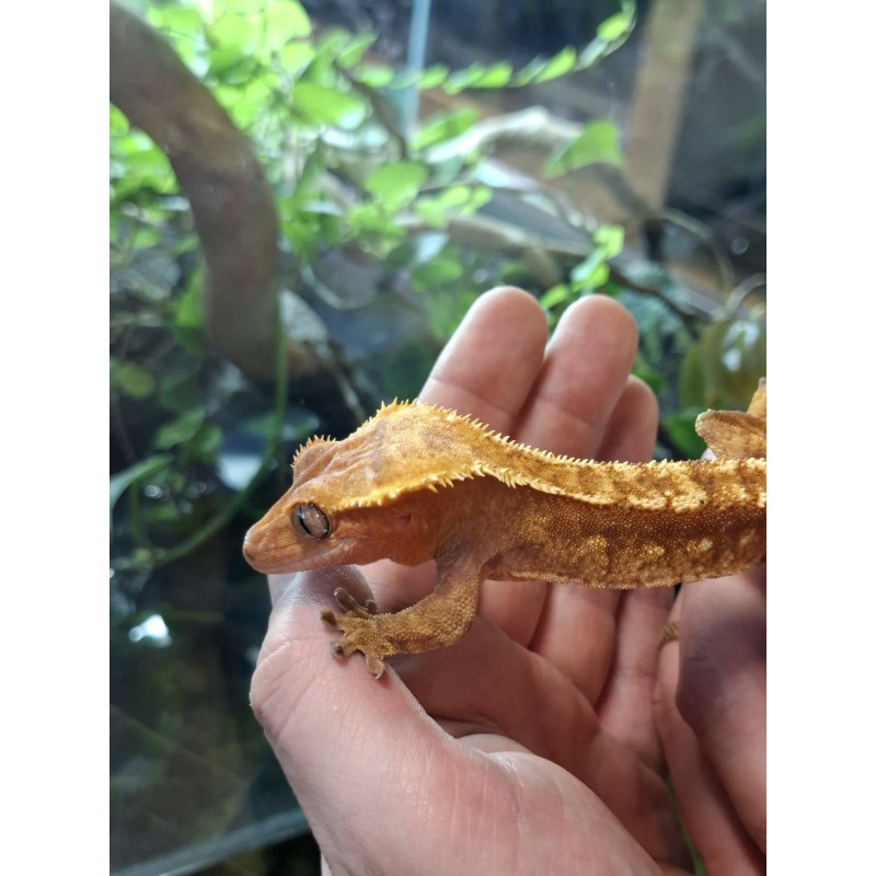 Gekon orzęsiony (Rhacodactylus ciliatus) ex Correlophus ciliatus - samiec | Jaszczurki | Vantis Terra