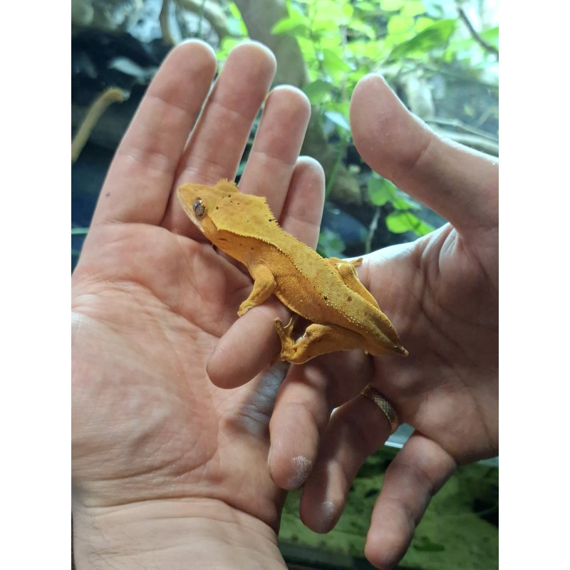 Gekon orzęsiony (Rhacodactylus ciliatus) ex Correlophus ciliatus - Dalmatian - samiec - bez ogona | Jaszczurki | Vantis Terra