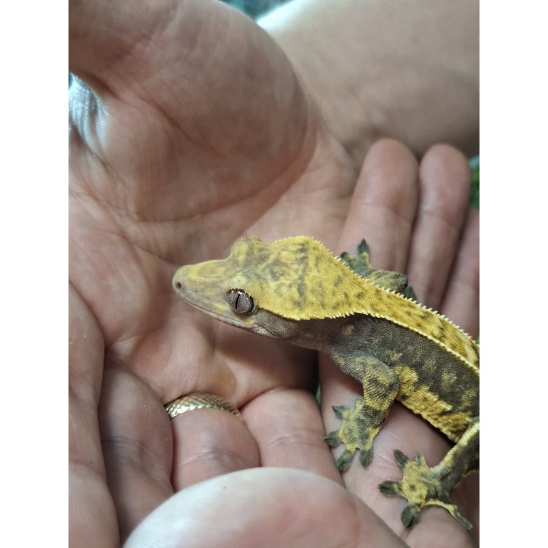 Gekon orzęsiony (Rhacodactylus ciliatus) ex Correlophus ciliatus - Pinstripe - samica - bez ogona | Jaszczurki | Vantis Terra