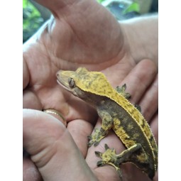 Gekon orzęsiony (Rhacodactylus ciliatus) ex Correlophus ciliatus - Pinstripe - samica - bez ogona | Jaszczurki | Vantis Terra