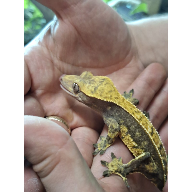 Gekon orzęsiony (Rhacodactylus ciliatus) ex Correlophus ciliatus - Pinstripe - samica - bez ogona | Jaszczurki | Vantis Terra