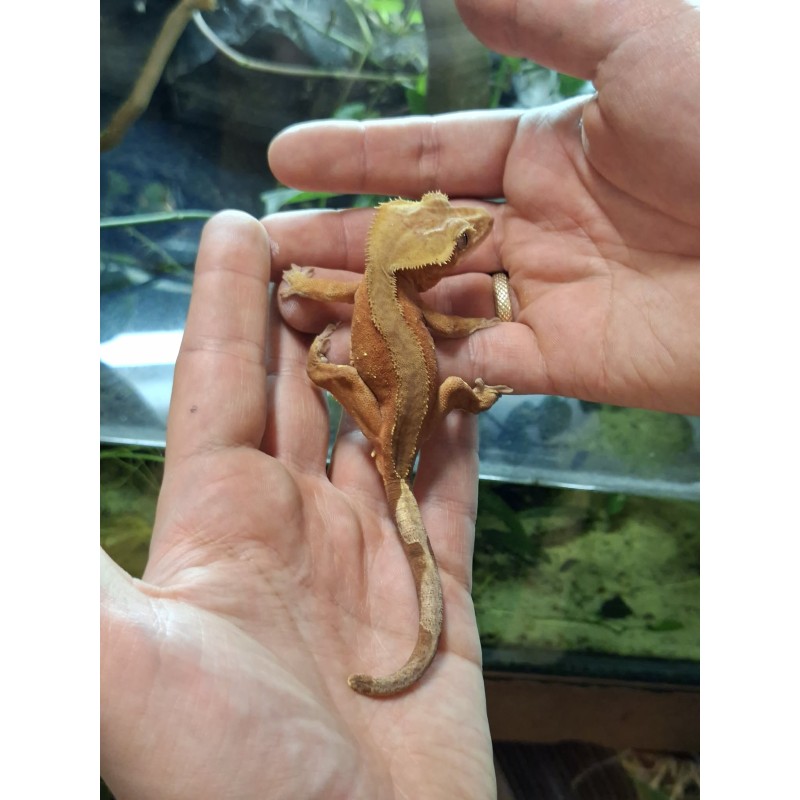 Gekon orzęsiony (Rhacodactylus ciliatus) ex Correlophus ciliatus - Red bicolor - samiec | Jaszczurki | Vantis Terra