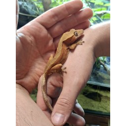 Gekon orzęsiony (Rhacodactylus ciliatus) ex Correlophus ciliatus - Red bicolor - samiec | Jaszczurki | Vantis Terra