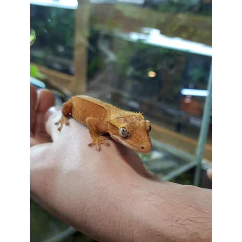 Gekon orzęsiony (Rhacodactylus ciliatus) ex Correlophus ciliatus - Dalmatian - samica | Jaszczurki | Vantis Terra