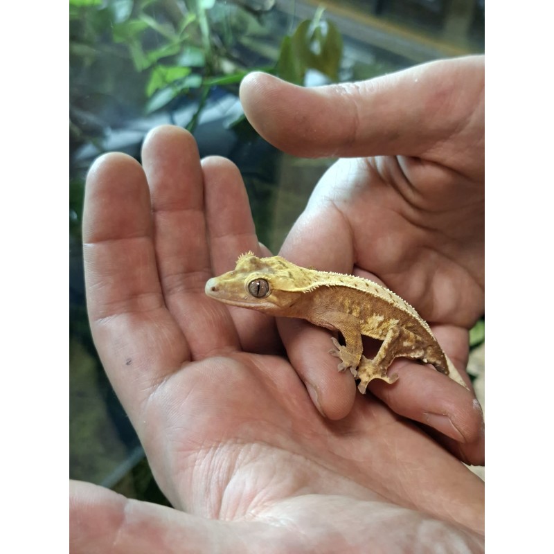 Gekon orzęsiony (Rhacodactylus ciliatus) ex Correlophus ciliatus - 13 - samiec | Jaszczurki | Vantis Terra