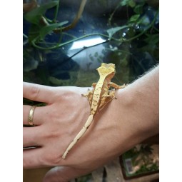 Gekon orzęsiony (Rhacodactylus ciliatus) ex Correlophus ciliatus - 13 - samiec | Jaszczurki | Vantis Terra