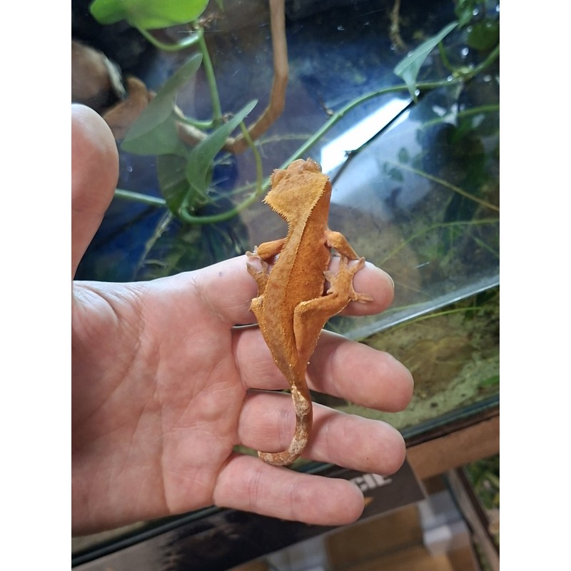 Gekon orzęsiony (Rhacodactylus ciliatus) ex Correlophus ciliatus - Orange - NS | Jaszczurki | Vantis Terra