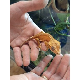 Rezerwacja Gekon orzęsiony (Rhacodactylus ciliatus) ex Correlophus ciliatus - Orange - NS | Jaszczurki | Vantis Terra