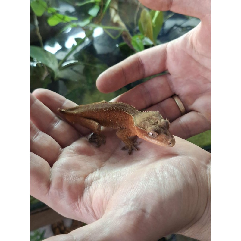 Gekon orzęsiony (Rhacodactylus ciliatus) ex Correlophus ciliatus -  Paternless - samiec | Jaszczurki | Vantis Terra