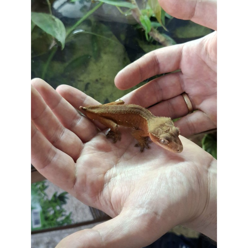 Gekon orzęsiony (Rhacodactylus ciliatus) ex Correlophus ciliatus -  Paternless - samiec bez ogona | Jaszczurki | Vantis Terra