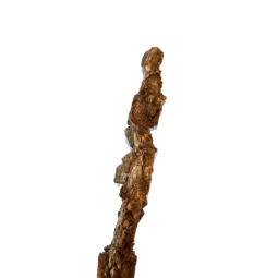 Naturalna liana korkowa 50cm