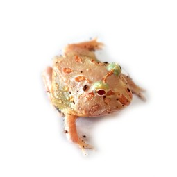 Żaba rogata (Ceratophrys...