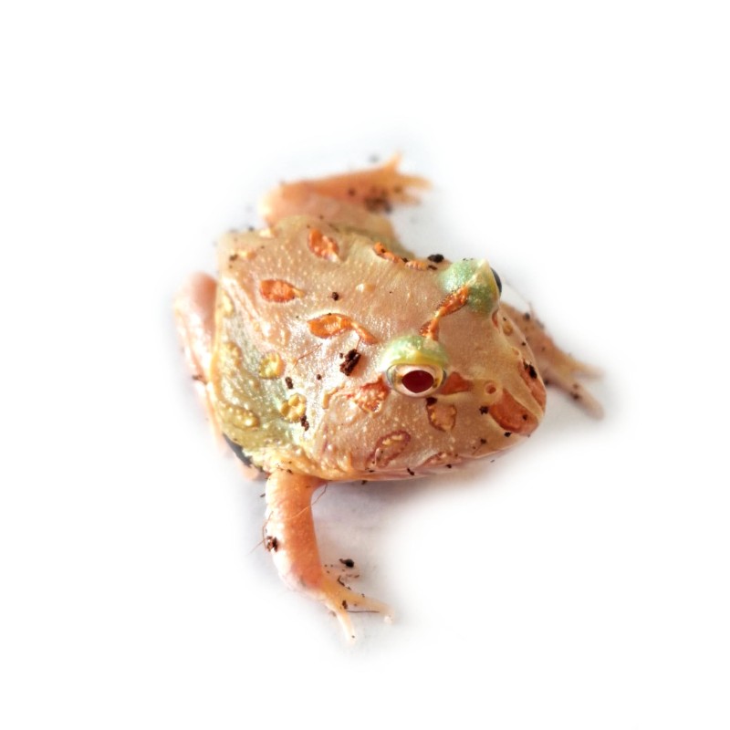 Żaba rogata (Ceratophrys cranwelli) - Lime | Bezogonowe | Vantis Terra