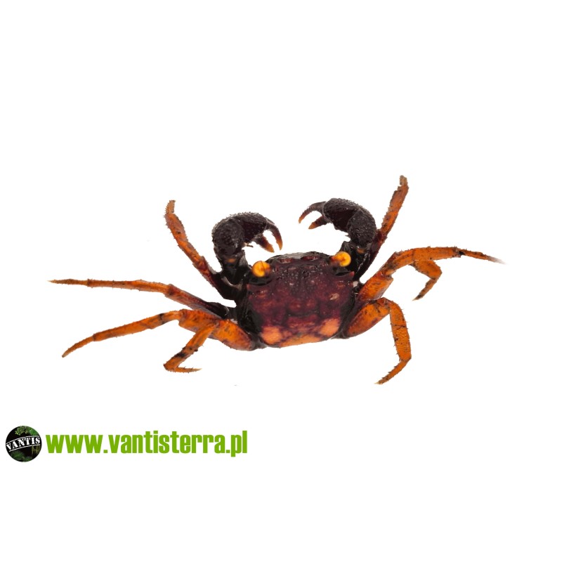 Geosesarma sp. Volcano - Krab Vlocano | Skorupiaki | Vantis Terra