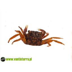 Geosesarma sp. Volcano - Krab Vlocano | Skorupiaki | Vantis Terra
