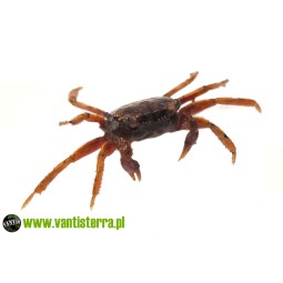 Geosesarma sp. Volcano - Krab Vlocano | Skorupiaki | Vantis Terra
