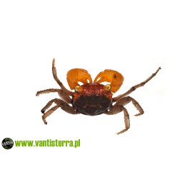 Geosesarma sp. Lava - Krab...