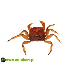 Geosesarma sp. Lava - Krab lava | Skorupiaki | Vantis Terra