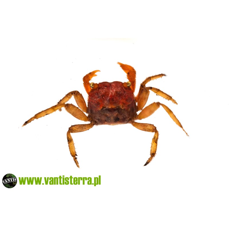 Geosesarma sp. Lava - Krab lava | Skorupiaki | Vantis Terra