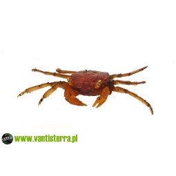 Geosesarma sp. Lava - Krab lava | Skorupiaki | Vantis Terra