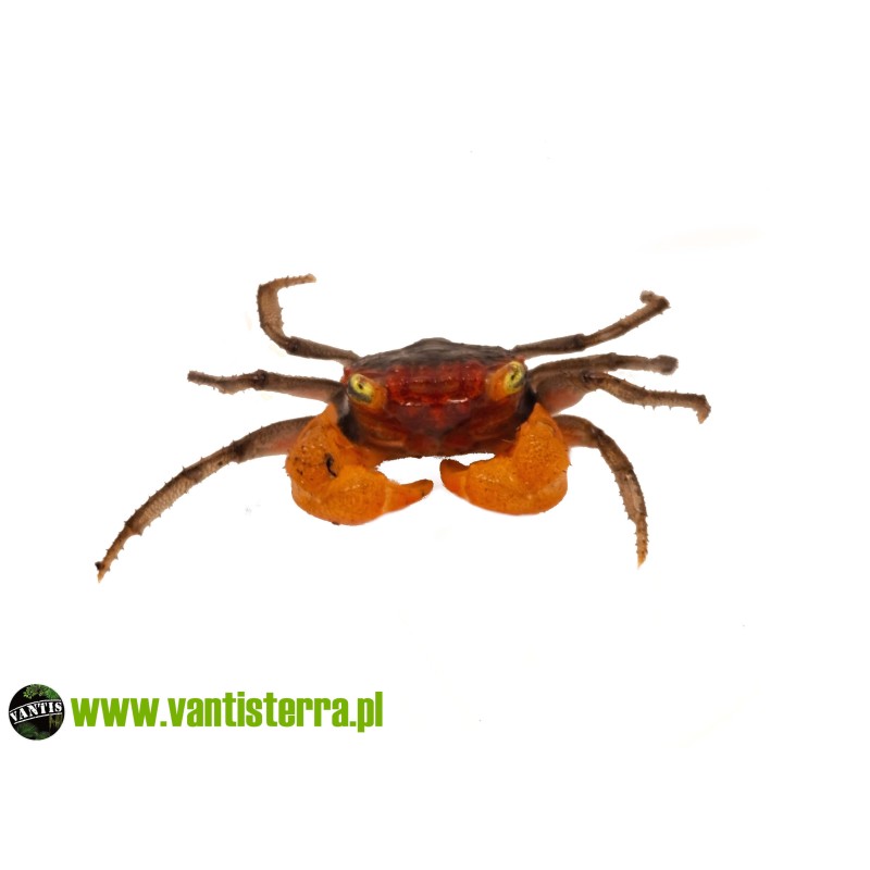 Geosesarma sp. Lava - Krab lava | Skorupiaki | Vantis Terra