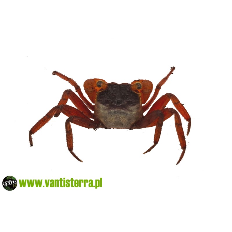 Geosesarma pontianak - Krab mandarin | Skorupiaki | Vantis Terra