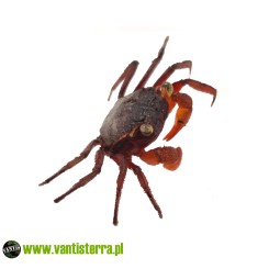 Geosesarma pontianak - Krab mandarin | Skorupiaki | Vantis Terra