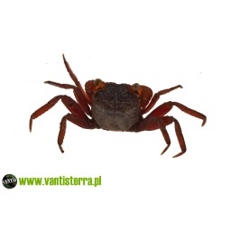 Geosesarma pontianak - Krab mandarin | Skorupiaki | Vantis Terra