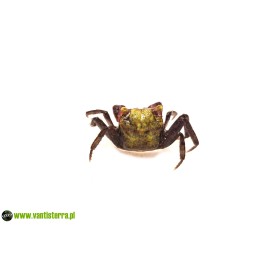 Geosesarma sp. Lemon - Krab lemon | Skorupiaki | Vantis Terra
