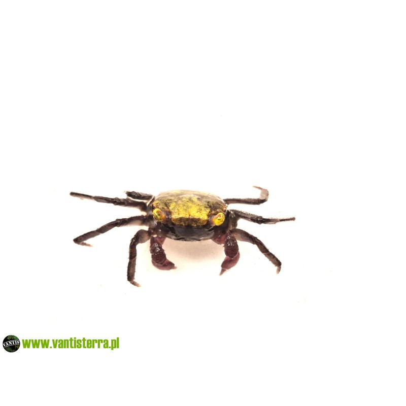 Geosesarma sp. Lemon - Krab lemon | Skorupiaki | Vantis Terra