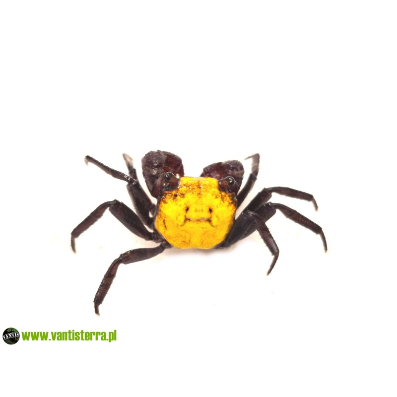 Geosesarma sp. Lemon - Krab lemon | Skorupiaki | Vantis Terra