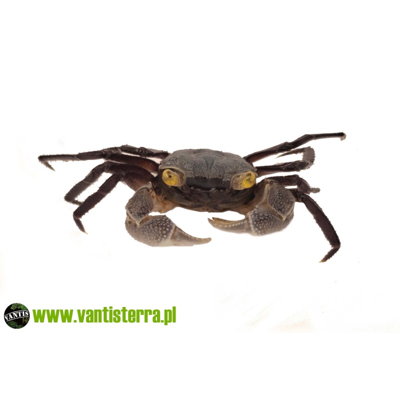 Geosesarma sp. Purple Haze - Krab Purple Haze | Skorupiaki | Vantis Terra