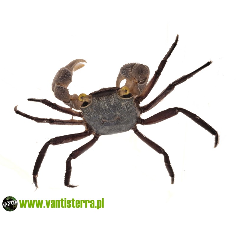 Geosesarma sp. Purple Haze - Krab Purple Haze | Skorupiaki | Vantis Terra