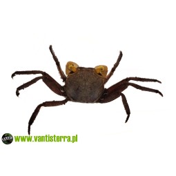 Geosesarma sp. Purple Haze - Krab Purple Haze | Skorupiaki | Vantis Terra