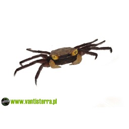 Geosesarma sp. Purple Haze - Krab Purple Haze | Skorupiaki | Vantis Terra