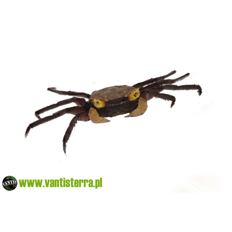 Geosesarma sp. Purple Haze - Krab Purple Haze | Skorupiaki | Vantis Terra