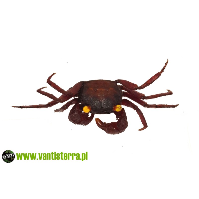 Geosesarma sp. Devils Eye - Krab Devils Eye | Skorupiaki | Vantis Terra