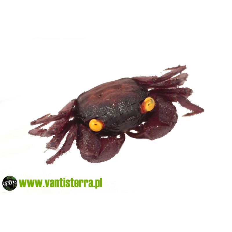 Geosesarma sp. Devils Eye - Krab Devils Eye | Skorupiaki | Vantis Terra