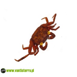 Geosesarma sp. Devils Eye - Krab Devils Eye | Skorupiaki | Vantis Terra